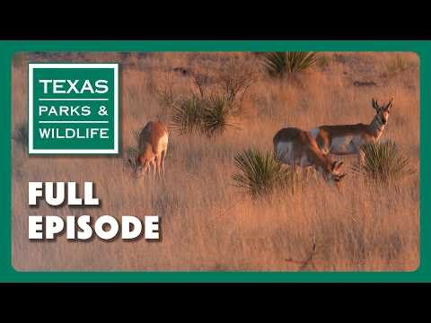 Wildlife Dioramas, OGT, Helping Pronghorn | Texas Parks & Wildlife Series (Full Episode)