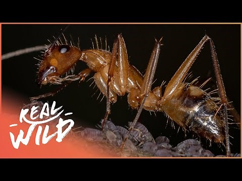 The Secret Life Of Insects (Wildlife Documentary)