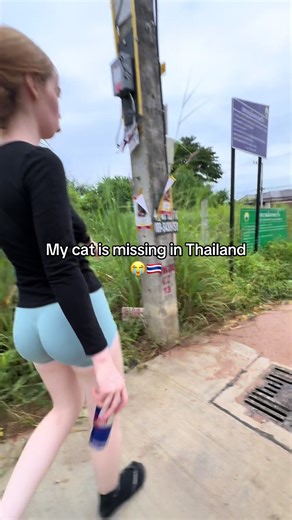 Missing Cat in Thailand: Heartfelt Search Update
