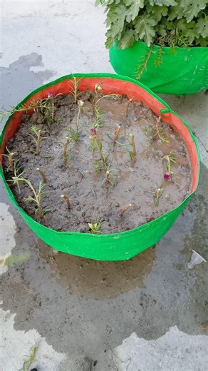 cut plant portulaca flower in pot..