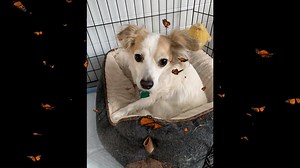 Hello My name is Timone and I am around 3 years old and weigh 11 lbs I am a male who was surrendered for being too shy and I pretty much lived in hiding for 6 months so I ended up in a local shelter scared for my life, I was so petrified there that I hid under a blanket hoping no one would notice me at all. I am just timid boy and I would benefit from being in a home with another dog who was more outgoing and friendly and could teach me to trust humans and patient humans to love me and enjoy lif