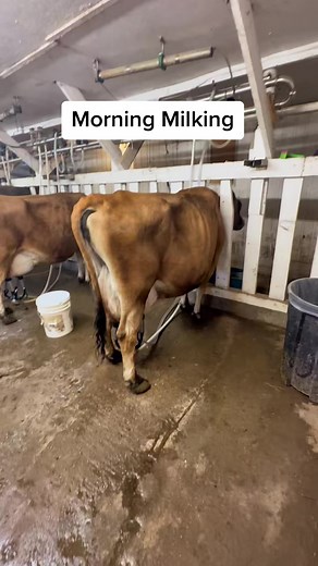 305K views · 2.3K reactions | Morning Milking on our raw milk dairy farm. #homestead #homesteading #sustainable #selfsufficient #regenerativeagriculture #rawmilkdairy #homesteadlife #familycow #homegrownfood #dairycow #jersey #jerseys #jerseycow #nebraska | The Little Red Farm | Facebook