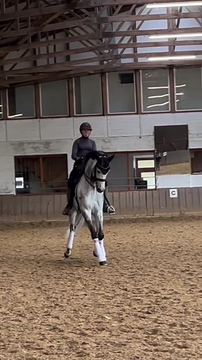 Beautiful Grey Horse Training for Dressage Show