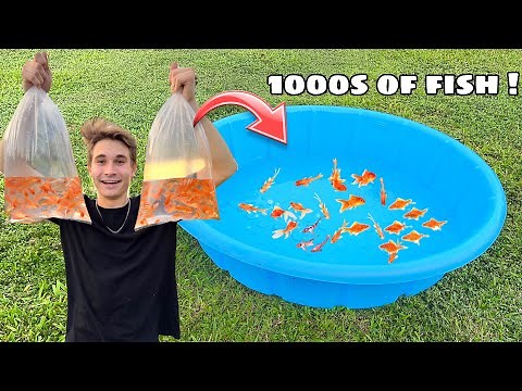 BREEDING 1000s of GOLDFISH IN POOL POND !