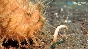118K views · 1.1K reactions | Hairy Frogfish showing off it's lure... One of the interesting behavior most Frogfishes do when they are attracting thier prey!!! #nature #sealife #underwaterworld #oceanlife #ocean #underwater #scuba #lembeh #indonesia #scubadiving | OceanVizion | Facebook