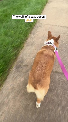 Always wagging that butt #corgi #sassy #fyp #puppy