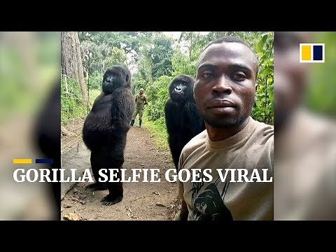 Why a park ranger’s selfie with two gorillas went viral