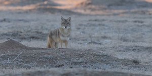 Coyotes becoming a more common sight in city limits