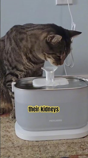 How long do cats live