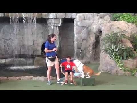 Universal Studios Animal Actors on Locations Full Show