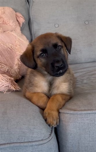 6.7K views · 89 reactions | Southeast German Shepherd Rescue on Reels | Facebook