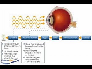 Physiology of the Cornea