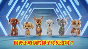 汪汪队立大功阿奇小时候的样子你见过吗？
