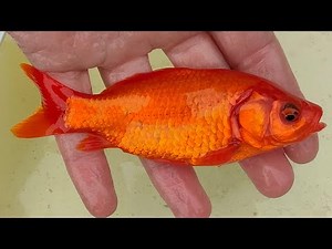 Quanti anni ha il tuo pesce rosso? Come determinare l'età di pesci rossi e oranda.
