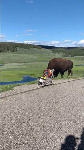 Tourists shocked as massive bison approaches in Yellowstone Park