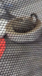 Cats go crazy for CaptainCatnip! #cats | CaptainCatnip.com | Facebook