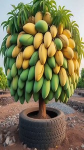 Harvesting more mangoes With New mango tree planting Methods #satisfying #garden #farming #mango | Tree Garden