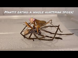 Bugs eating their food, Satisfying Timelapse and ASMR