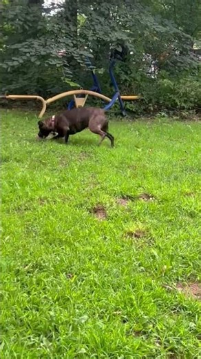 Happy Thanksgiving!! Our brindle pit Via playing Ball🥰🥰🍗 #americanbully #bulldog #bullybreed
