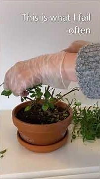 Fuchsia - Trim To Over Winter - November 29