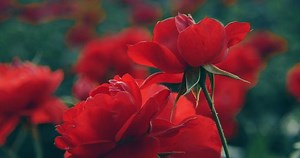 Red Rose 4k Video Footage Stock Footage Video (100% Royalty-free) 1046125456 | Shutterstock