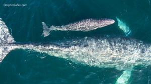 Sightings of gray whales and their babies off California coast a good sign for species