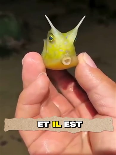 Le poisson vache à longue corne #poisson #mer #ocean #fish #pecheur