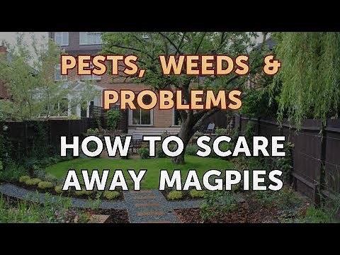 How to Scare Away Magpies