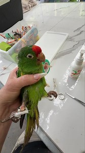 Hopper is so tranquila, we were able handle her with only one hand while cleaning up her little foot 😅. In a couple of days we will take her nto the city (6hrs) to Hospital Veterinario Agromédica so Dr. Lucas can see what’s going on and do a possible surgery. We are in need of donations as it will be an expensive trip. If anyone would like to contribute you can do so via: https://www.paypal.com/donate/?cmd=_s-xclick&hosted_button_id=59XQRQ3L73JXU&source=url&ssrt=1727126423890 You don’t need to 