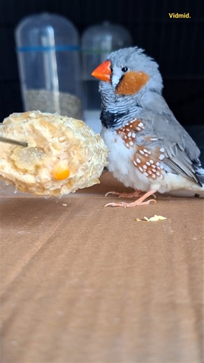 finch chirping sound #birds #shorts