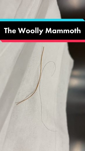 The Fascinating History of the Woolly Mammoth