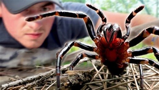 How some of the world’s deadliest spiders live closer to people than expected