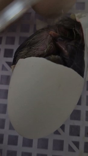 Chicken hatching timelapse #chicken #hatching #chickenhatching #timelapse #hyperlapse #timelapses