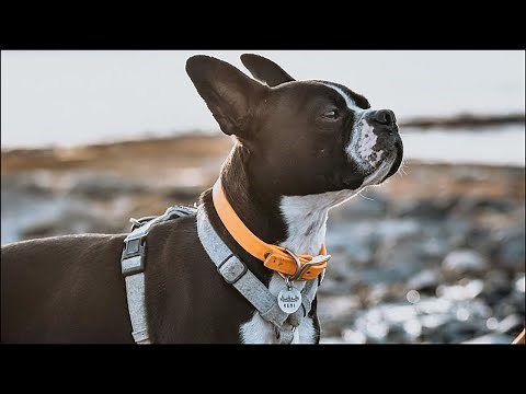 The best Boston terrier videos compilation 2020