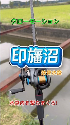 【印旛沼・鉄骨水路】水路内を撃ちまくり秋バスを狙う！ #shorts #印旛沼バス釣り #バス釣り
