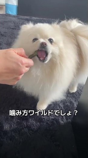 歯磨きガムする犬#dog #犬 #可愛い #癒し #面白い