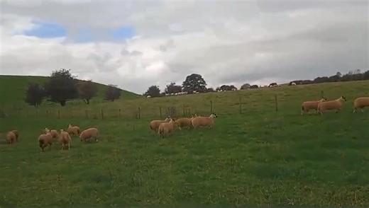 🔦🐑SATURDAY SHEEP SPOTLIGHT.... 🤩 Dipped up and fit to go anywhere! Smart Scotch Mule Gimmers from G PICKUP! ➡️Sale commences this Saturday at 9.30am Catalogue online www.gisburnauctions.com/Catalogues #mule #sheep #sheepforsale #bidlast | Gisburn Auction Mart