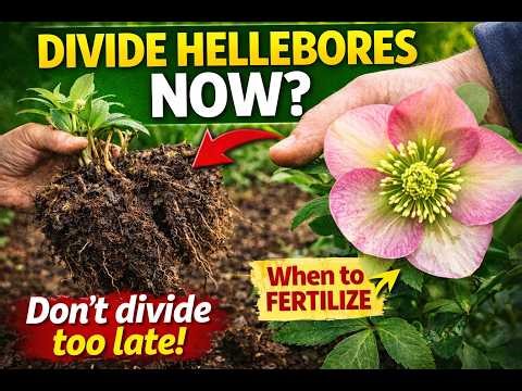 Don't Divide Helleborus Too Late! Best Time to Fertilize!