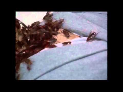 (Best Horror Film Scenes) Creepshow: Bugs Gotcha' Tongue?