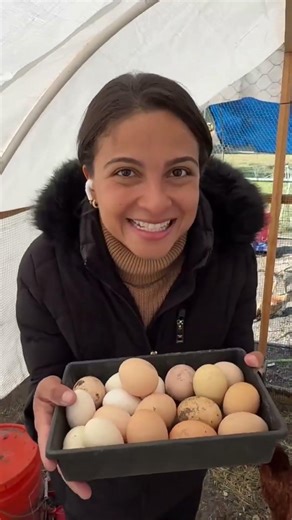 Selling eggs in order to buy a dog