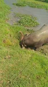 2.1M views · 28K reactions | Big Bull cuddle in the water.... #bull #Cuddle #cuddling #cuddletime #animal #reels | Forest Raider | Facebook