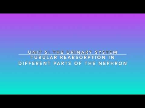 S2U5V10 Tubular Reabsorption in Different Parts of the Nephron
