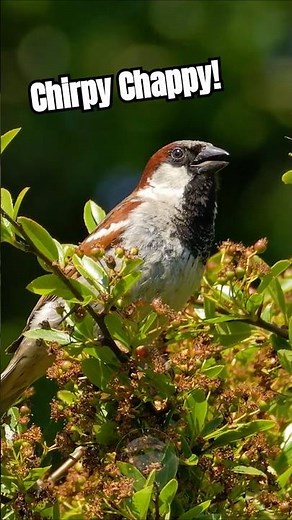 Handsome Chap! House Sparrow's Adorable Chirping Sound #birds
