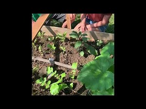 How to cook Zucchini Leaves