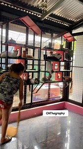 87K views · 1.5K reactions | POV : You have a flying catton﫶 #fypシ゚viralシfypシ゚ #viralpost2024シ #fypシ゚viralシ2024fyp #fypシ゚viralシ #viralreelsfacebook #fypageシ #cat #fypviralシ #trendingreels #catsofinstagram # #catoftheday #catsoftiktok #meow #meowing #meowmeow #animallover #animals #animalsoftiktok #animalsoftiktok #petsofinstagram #petcare #petlovers #pets | CAThography | Facebook