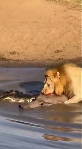 Unbelievable Wildlife Video: Crocodile Rolls Lion in Brutal Fight
