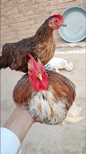 Cute Bantam Hen and Pekin Bantam Rooster | Cute Backyard Pets with a Hungry Cat 🐱