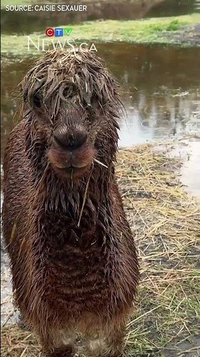 How are farm animals handling the rain?