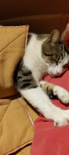 Gatto Pulce contento a nanna
