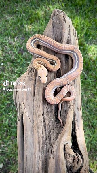 this dude is absolutely insane! 🤯🤯🤯🤯 Welcome to the world 🌎 OG suntiger anthrax #retics #reticulatedpython #python #snake #reptiles #snakesofinstagram #reptilesofinstagram #exoticpets #animals #viralpost #serpent #instagood #instapic #exoticreptiles #reptile #snakes #pythons #retic #pythonsofinstagram #instagram #og #orange #glow #sunfire #sun #tiger #anthrax #orangeglow